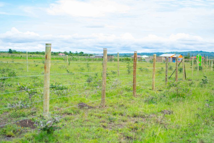 Land-Image